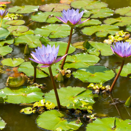 Eichhornia crassipes