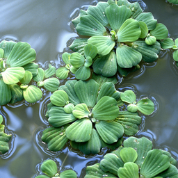 Pistia - Laitue d'eau à l'unité