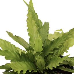 Asplenium nidus