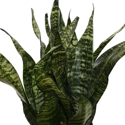 Sansevieria trisciata zeylania