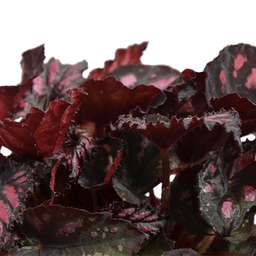 Begonia rex