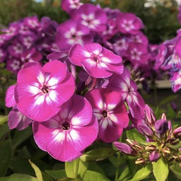 Phlox paniculata Laura