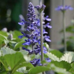 Salvia