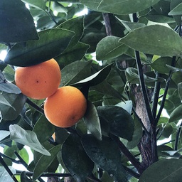 Calamondin