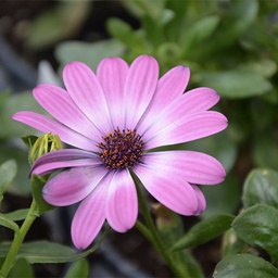 [OSTEOSTIMEGAPINK4.5] Osteospermum ostica mega pink