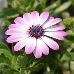 [OSTEROSEPALE4.5] Osteospermum rose pâle