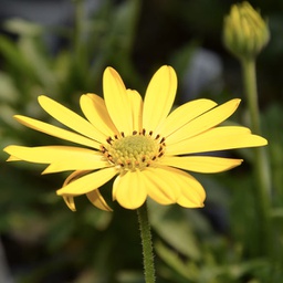 [OSTEZIONPURYELL4.5] Osteospermum zion pur yellow