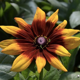 [RUDBHIRTRISISUNCHESGOLD6] Rudbeckia hirta rising sun chestnut gold