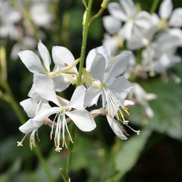 [GOURSTRABLAN6] Gaura stratosphere blanc