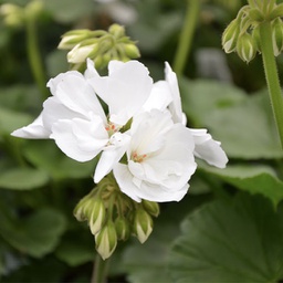 [GERADOUBLBLANWHIT4.5] Geranium double blanc white