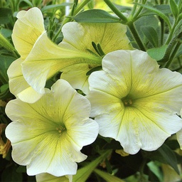 [PETUSTARJAUN4.5] Petunia starlet jaune