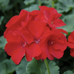 [GERAPATRDARKRED4.5] Geranium patriot dark red