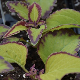 [COLEGLASVELV6] Coleus glasswork velvet