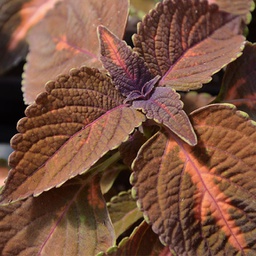 [COLESUNSBULV6] Coleus sunset bulvard