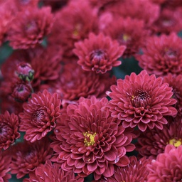 Chrysanthème d'automne rouge