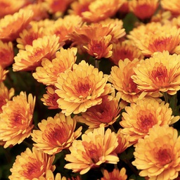 Chrysanthème d'automne orange