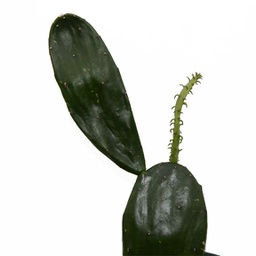 Opuntia spp.