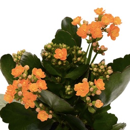  Kalanchoe Blossfeldiana (Orange)