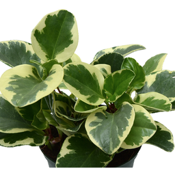 Peperomia obtusifolia panaché