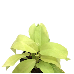 Philodendron lemon lime