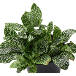 Fittonia Nana