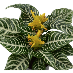 Aphelandra dania