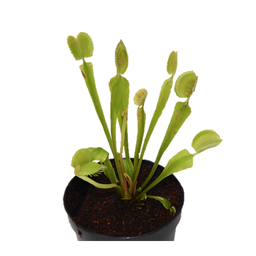 Dionaea muscipula