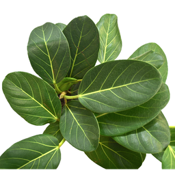 Ficus audrey