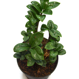 Zamioculcas zamiifolia zenzi