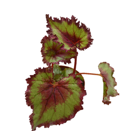 Begonia rex
