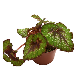 Begonia rex