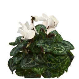 Cyclamen blanc