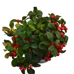 Thé des bois (Gaultheria)