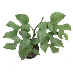 Philodendron monstera Giny