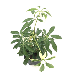 Heptapleurum arboricola