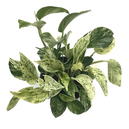 Epipremnum marble queen