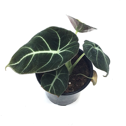 Alocasia black velvet