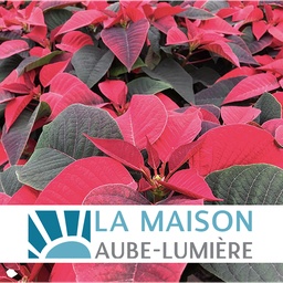Euphorbia pulcherrima rouge