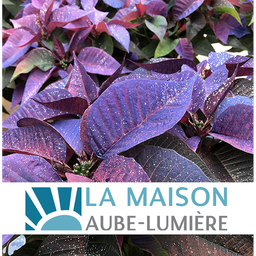 Euphorbia pulcherrima mauve