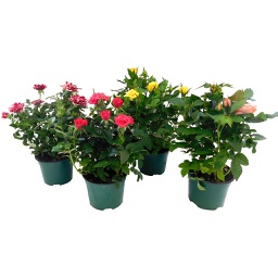 Mini rosier assortie