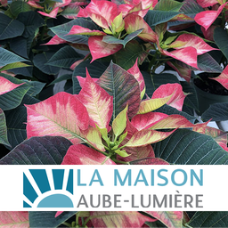 Euphorbia pulcherrima princess