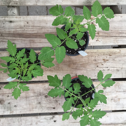 COMBO: Trio de tomates cerises