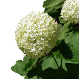 Hydrangée blanc