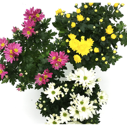 Chrysanthème de pâques