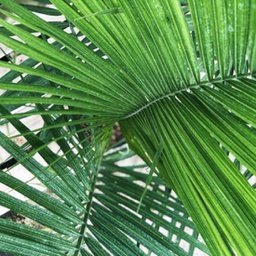 Palmier majesty