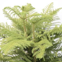 Araucaria heterophylla