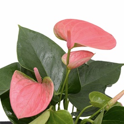 Anthurium andraeanum (rose)