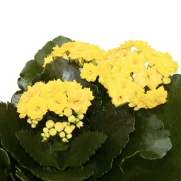  Kalanchoe Blossfeldiana (Jaune) 