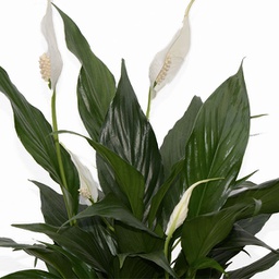 Spathiphyllum spp.