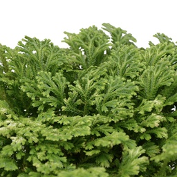 Selaginella spp.